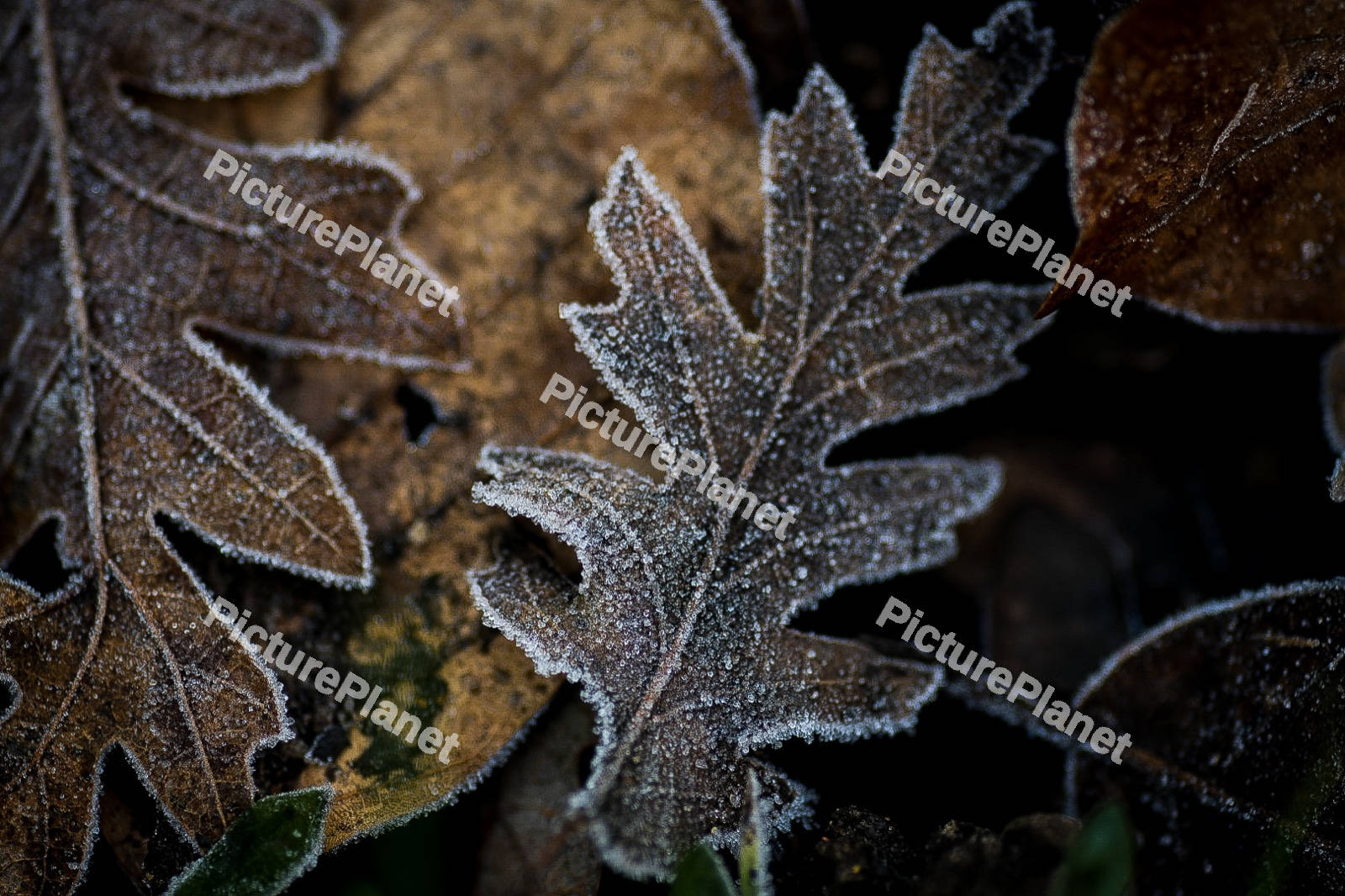Frosted Leaf